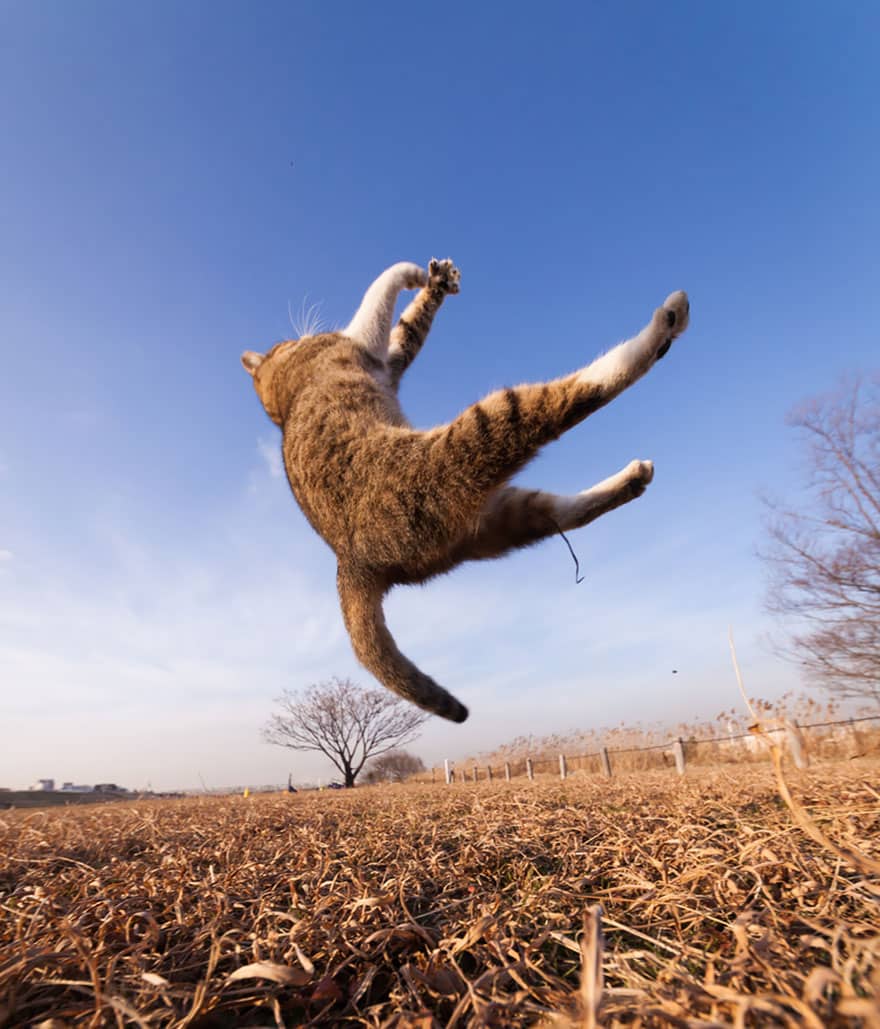 52 Jumping Cats At Play Look Like Ninjas -DesignBump