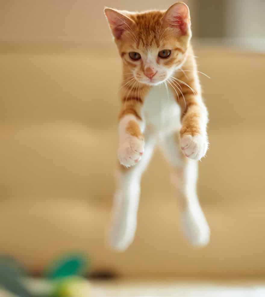 52 Jumping Cats At Play Look Like Ninjas DesignBump