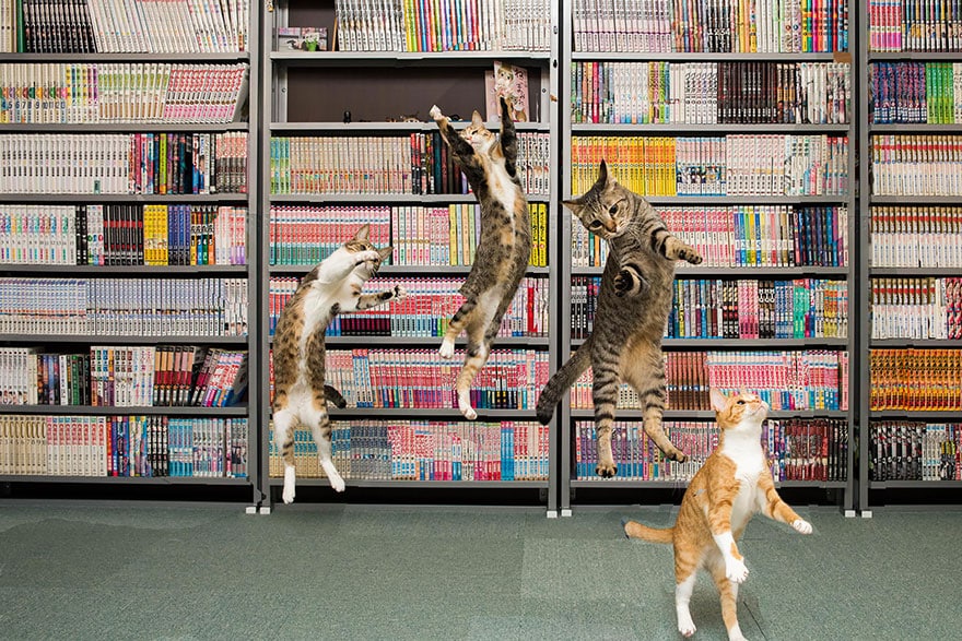 52 Jumping Cats At Play Look Like Ninjas DesignBump