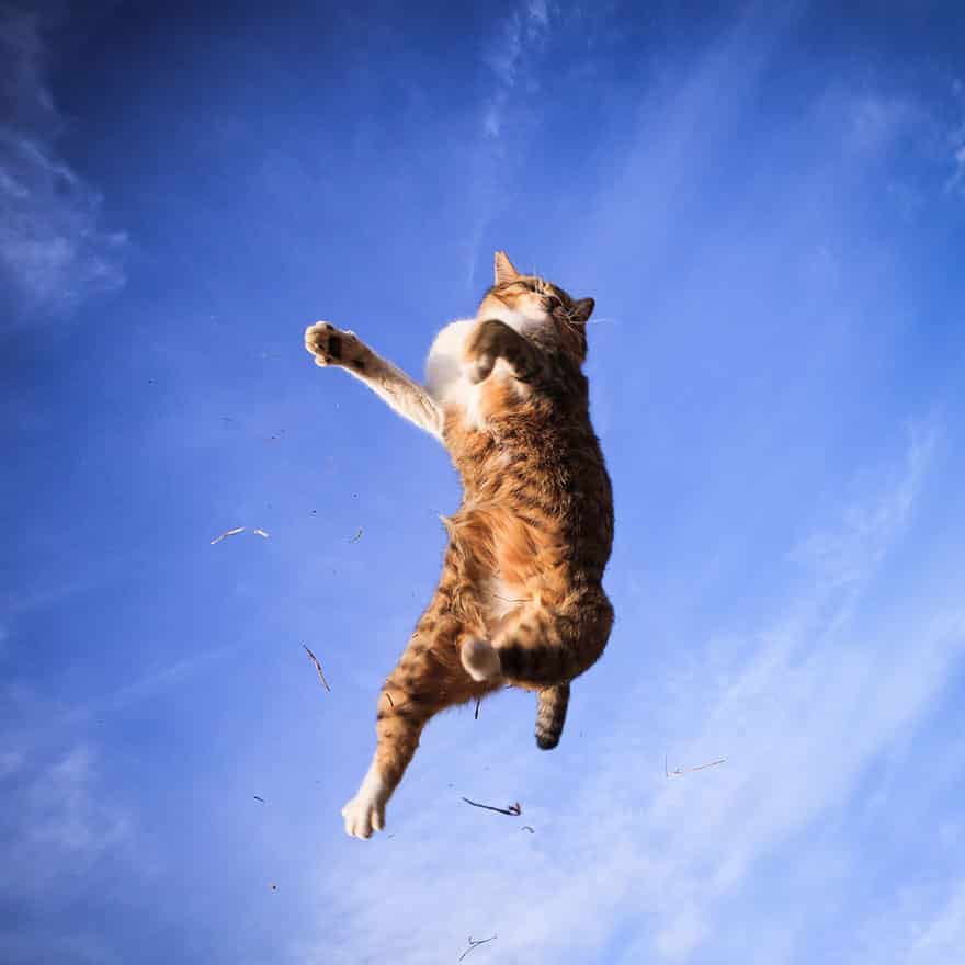 52 Jumping Cats At Play Look Like Ninjas -DesignBump
