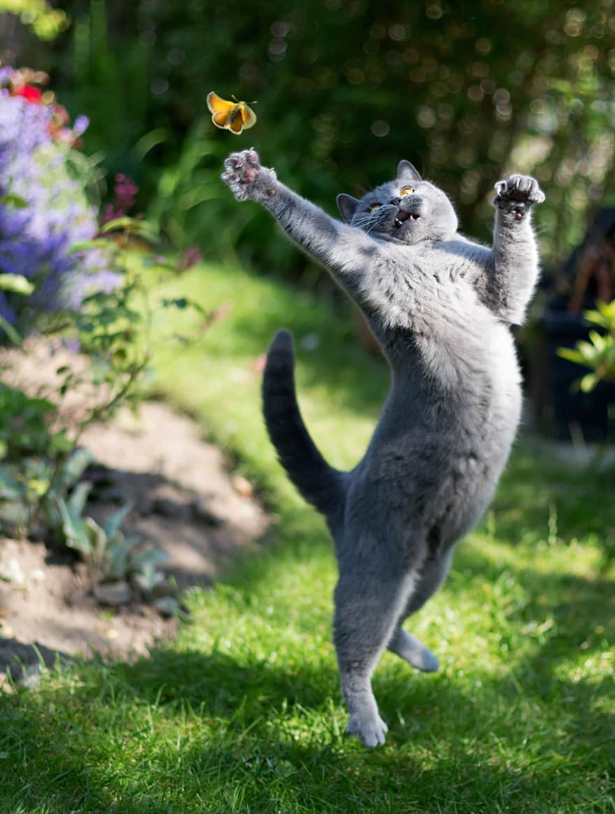 52 Jumping Cats At Play Look Like Ninjas -DesignBump