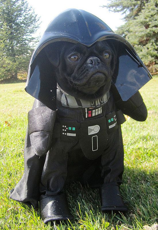 60 Spooky and Cute Halloween Costumes For Pets -DesignBump