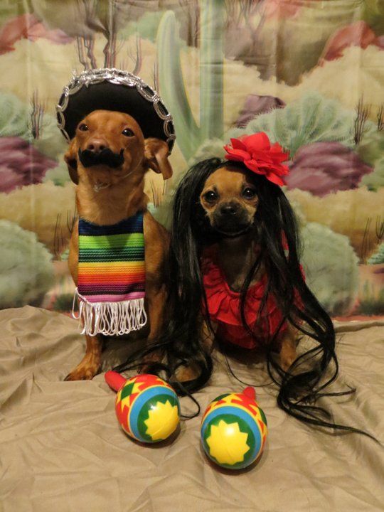 60 Spooky and Cute Halloween Costumes For Pets -DesignBump