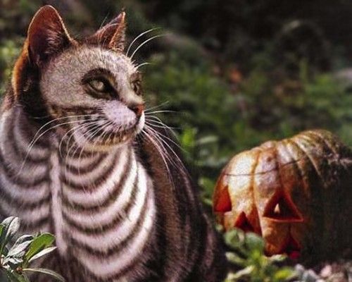 60 Spooky and Cute Halloween Costumes For Pets -DesignBump