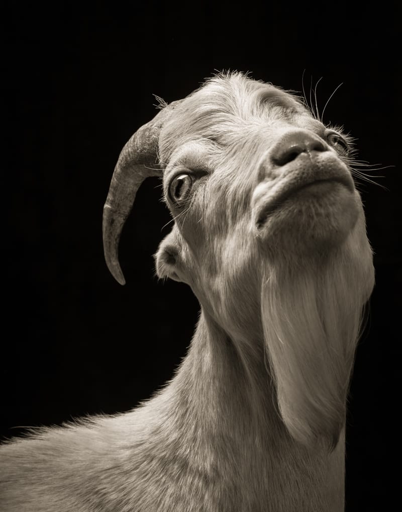13 Powerful Goats and Sheep in Black and White Photography -DesignBump