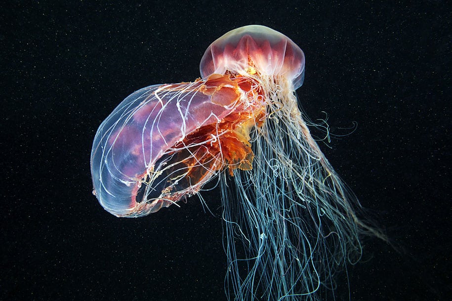 23 Most Beautiful Jellyfish Photography By Alexander Semenov -DesignBump