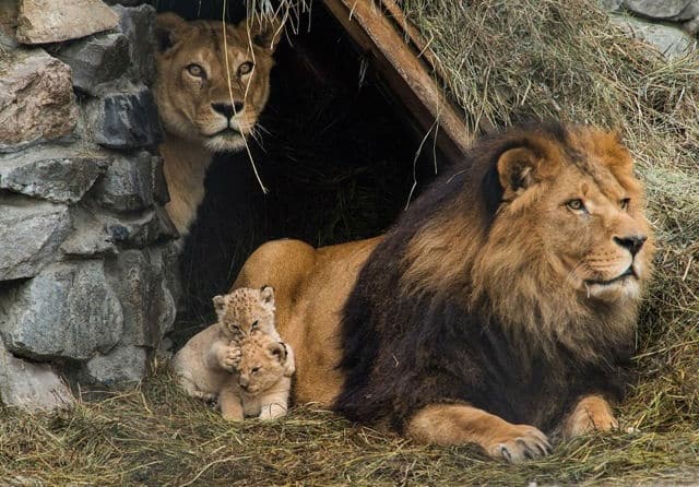 22 Animal Family Portraits DesignBump