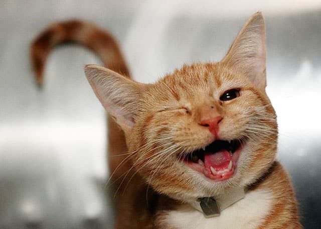 30 Most Happiest Animals That'll Make You Smile -DesignBump