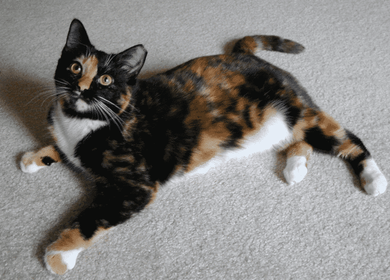 Carey And Calico Cats Or Tricolor