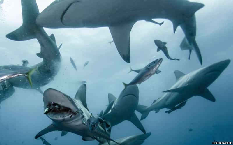 Fin Shark Swarm Carters News Ag